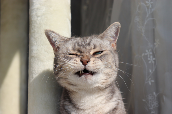 Perché il Gatto Starnutisce: Cause, Prevenzione e Cura Amici e Natura iTALIA