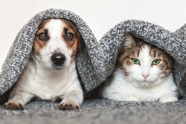 Socializzazione e Gioco: Elementi Chiave per il Benessere di Cani e Gatti Amici e Natura iTALIA