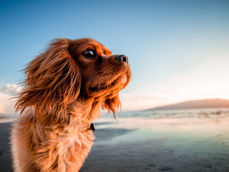 Tumore alla mammella nei cani - Sintomi, Cause e cosa sapere Amici e Natura iTALIA