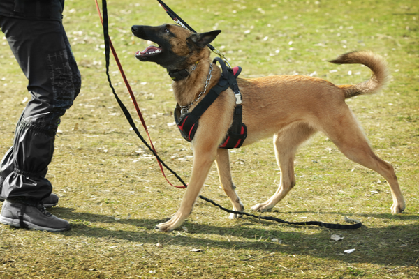 Working Dog: cani da lavoro al servizio dell'uomo Amici e Natura iTALIA
