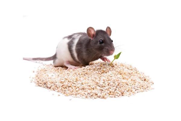 Piccoli Animali Amici e Natura iTALIA