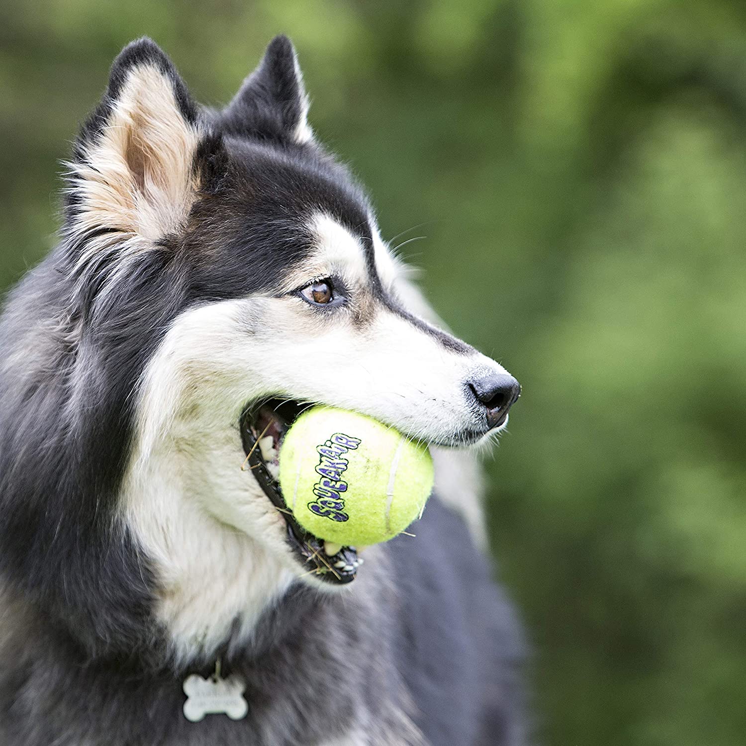 KONG - Squeakair Ball - Palline da Tennis  Taglia XL