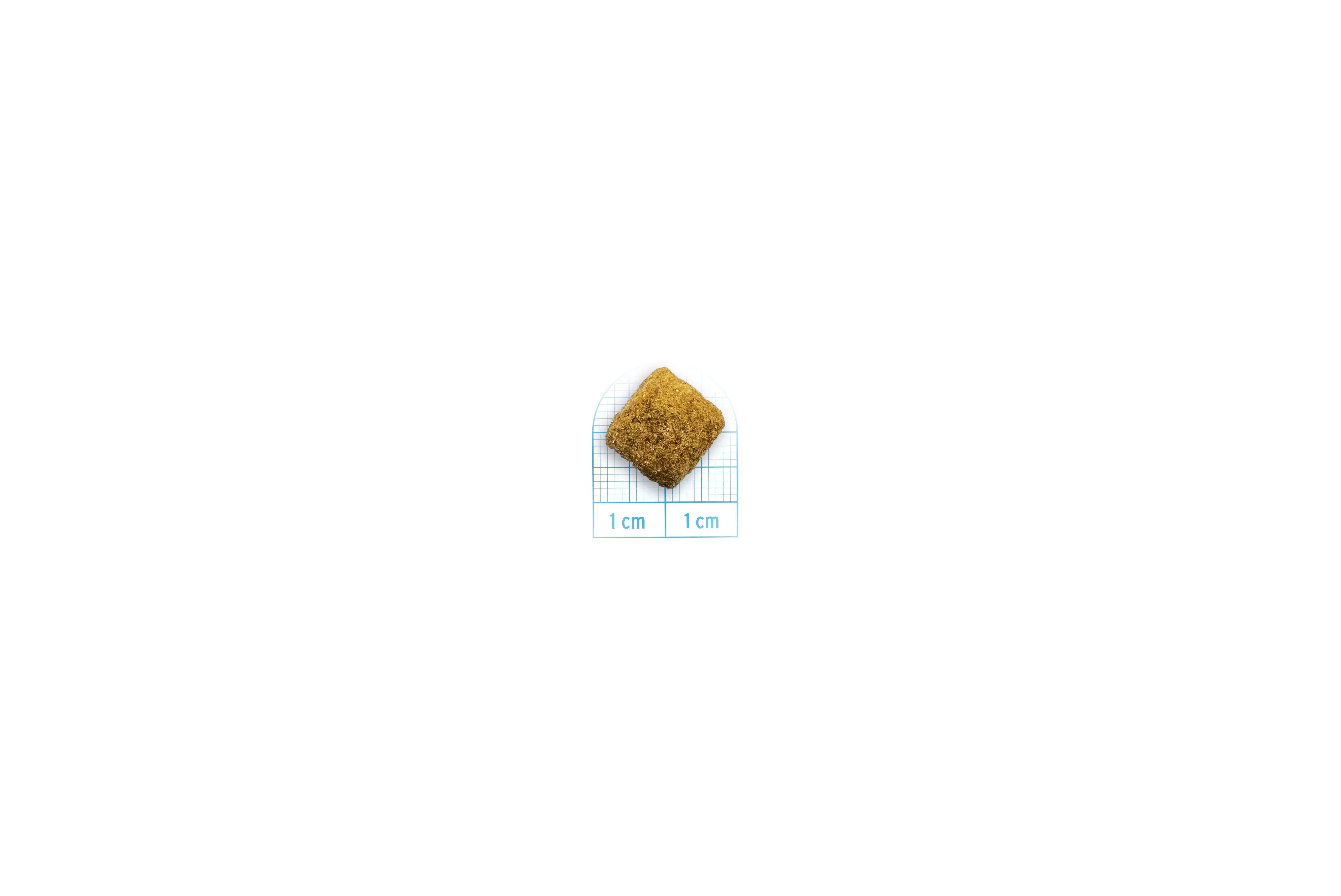 Forza10 Intestinal Colon Fase 2 2x10kg cane adulto, alimento dietetico completo con pesce e alghe brune per equilibrio intestinale