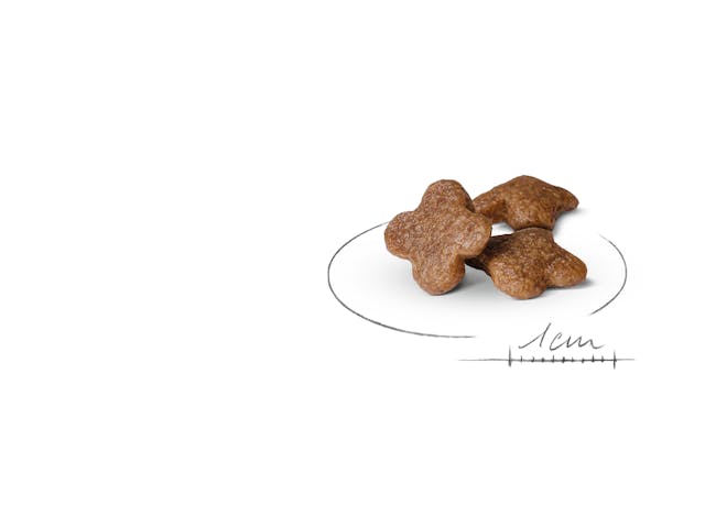 2x2kg Royal Canin Mini Adult 8+ - Crocchette per Cani