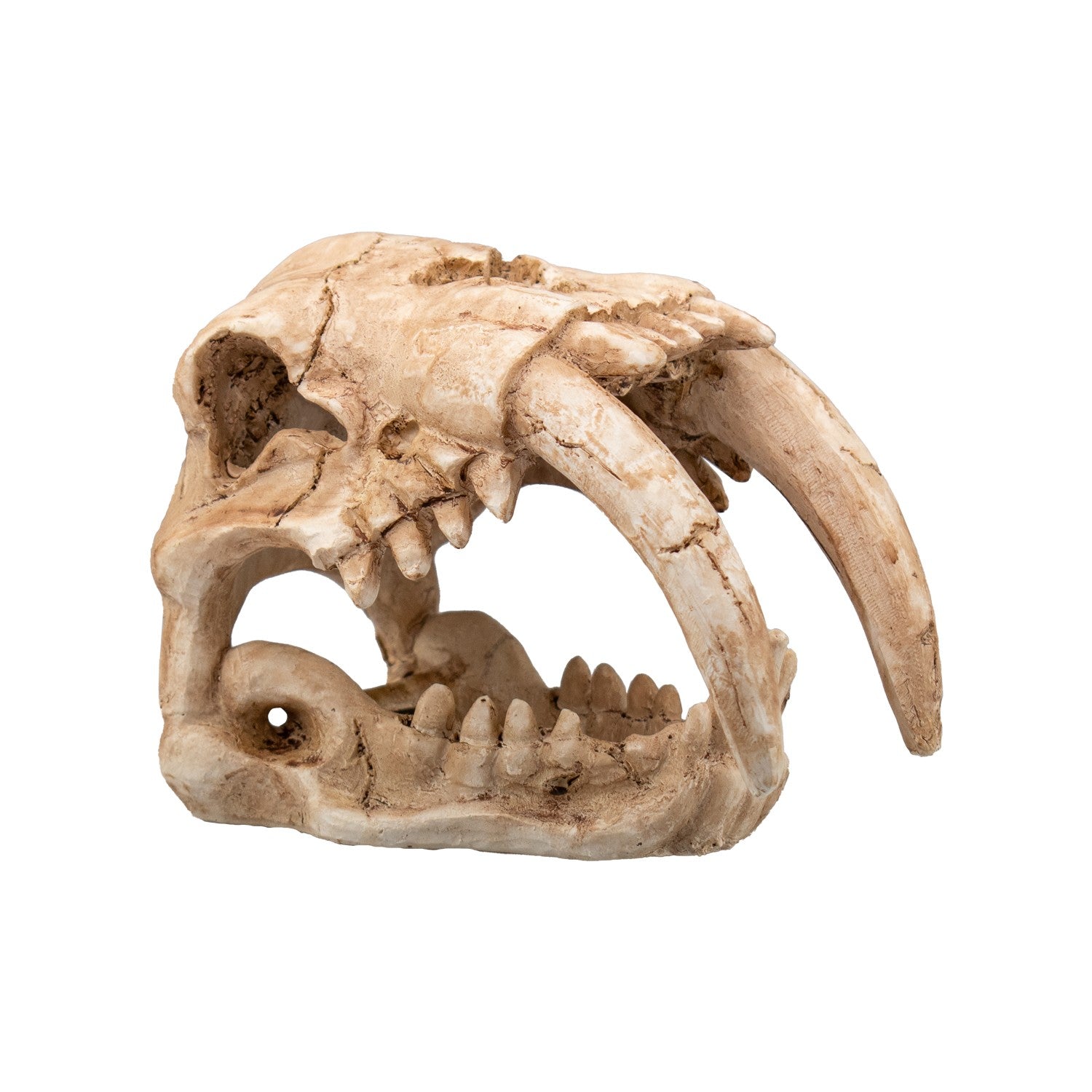 Decorazione in resina Decorart Fossil Skull 15x9,5x11 cm per acquari dolci e marini