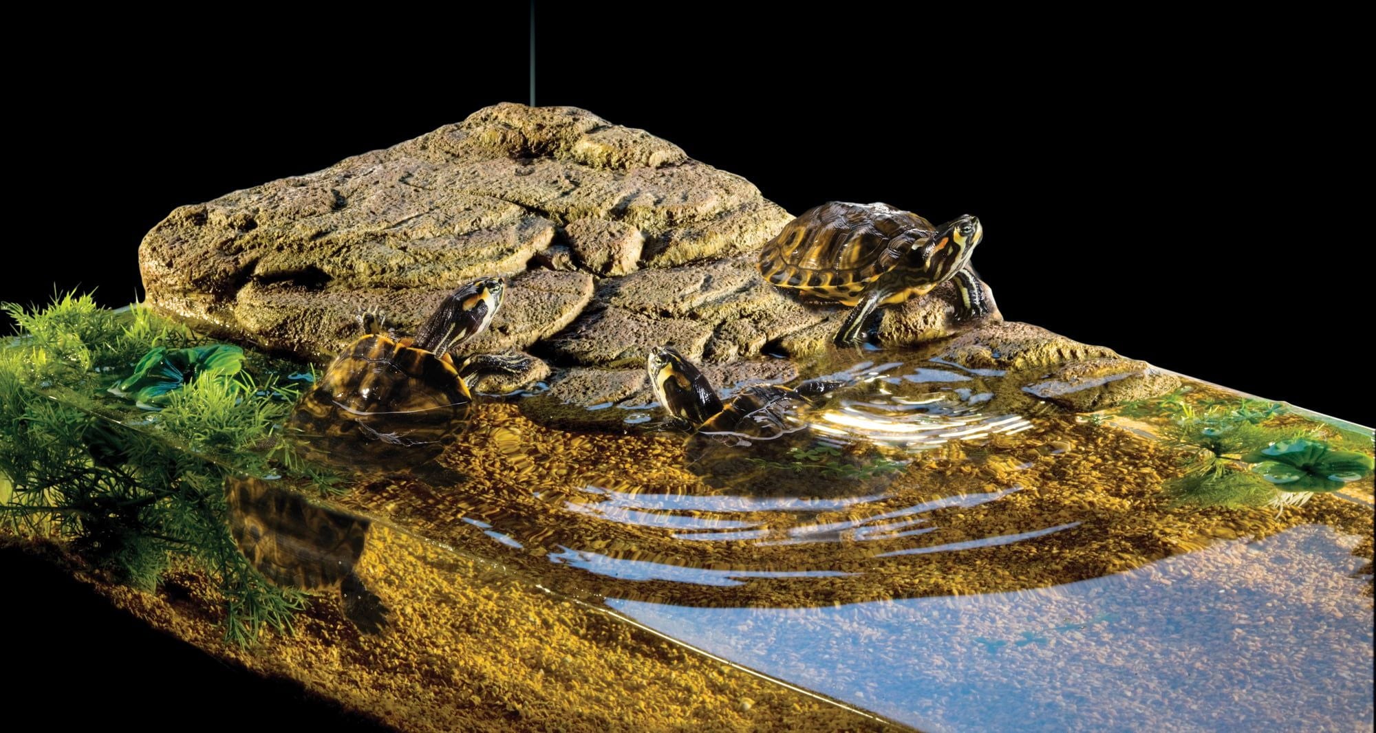 Exo Terra Turtle Bank M - Isola Galleggiante con Magneti per Tartarughine