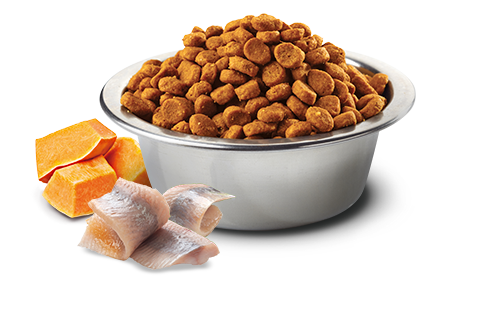 Alimento secco Farmina N&D Ocean Herring Pumpkin & Orange 300 g per gatti adulti