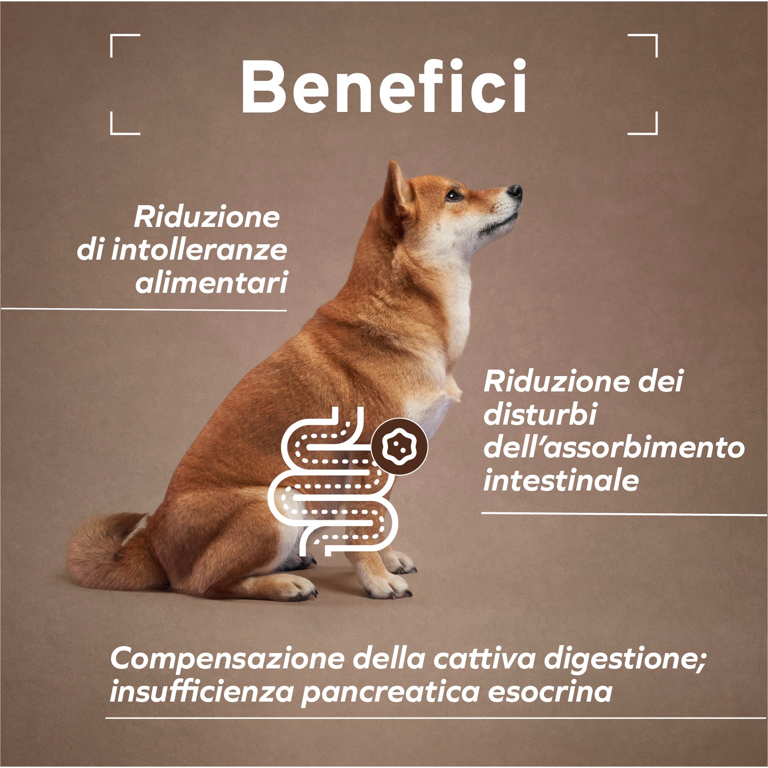 Forza10 umido cane intestinale 390g con pesce e alghe, per disturbi da malassorbimento intestinale