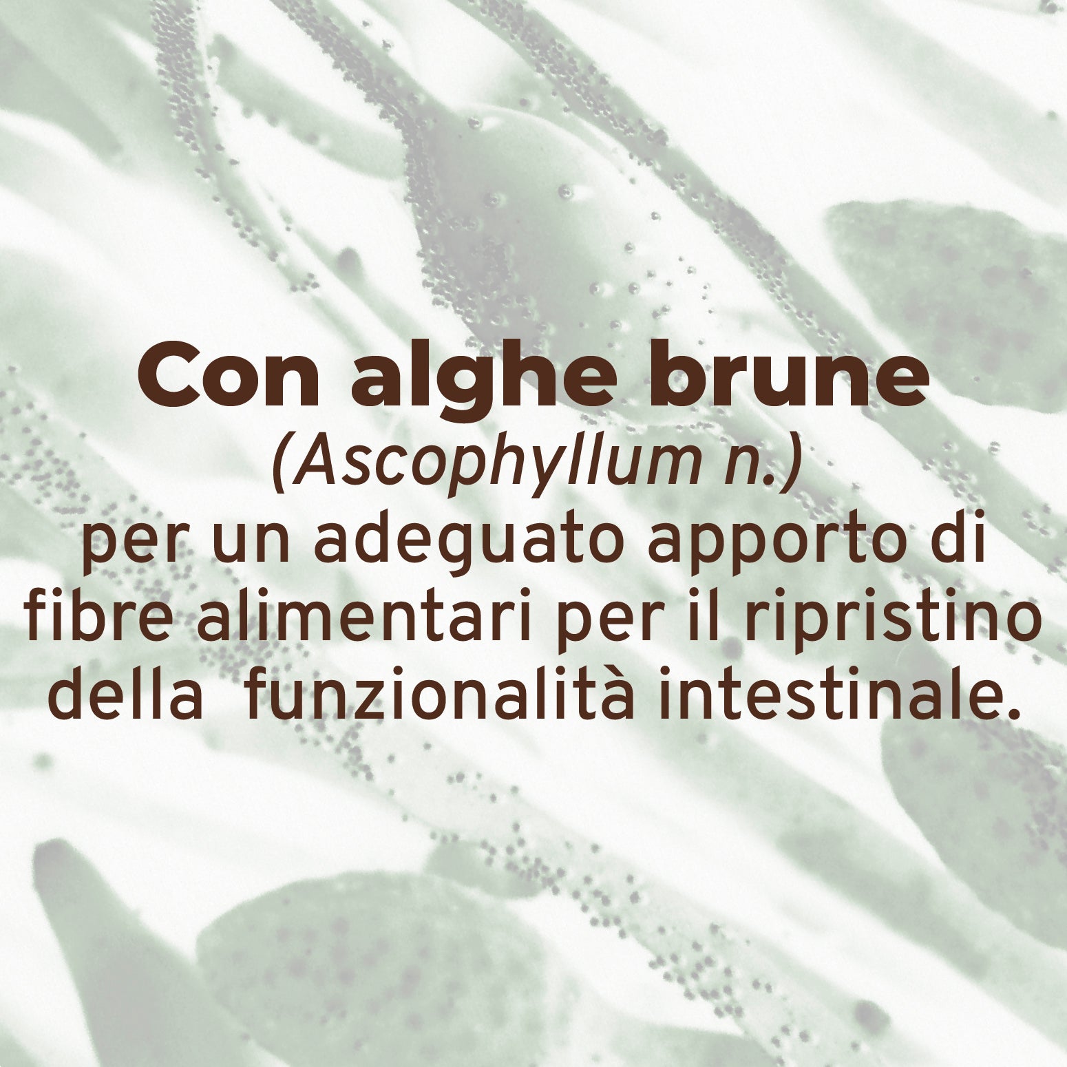 Forza10 umido cane intestinale 390g con pesce e alghe, per disturbi da malassorbimento intestinale