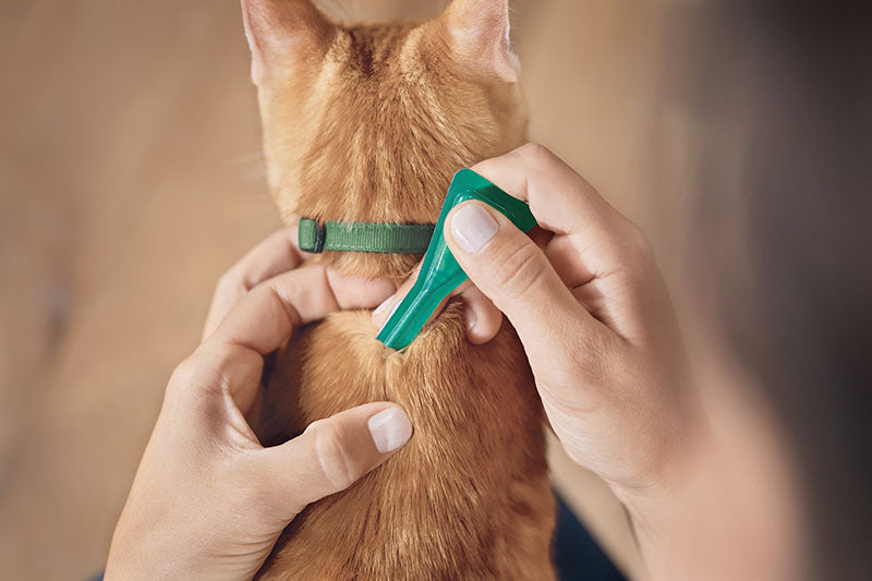 Frontline Combo Gatti 6 Pipette