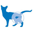 Sagoma di gatto con evidenziazione delle vie urinarie per supporto funzionale urinario