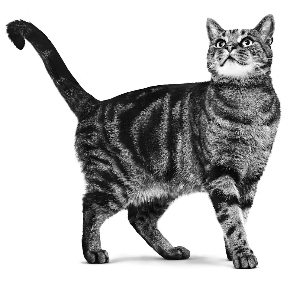 Royal Canin Pill Assist per gatti adulti 45 pezzi, facilita la somministrazione di farmaci