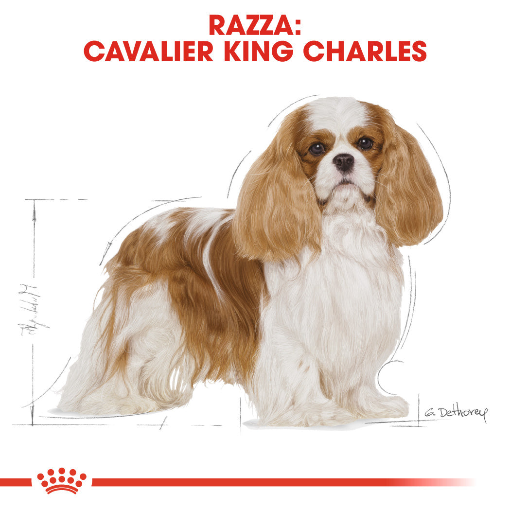 Royal Canin Cavalier King Adult 3kg - Crocchette per Cani
