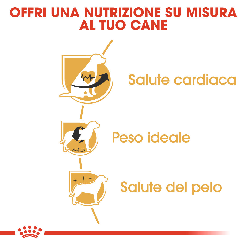 Royal Canin Cavalier King Adult 1,5kg - Crocchette per Cani