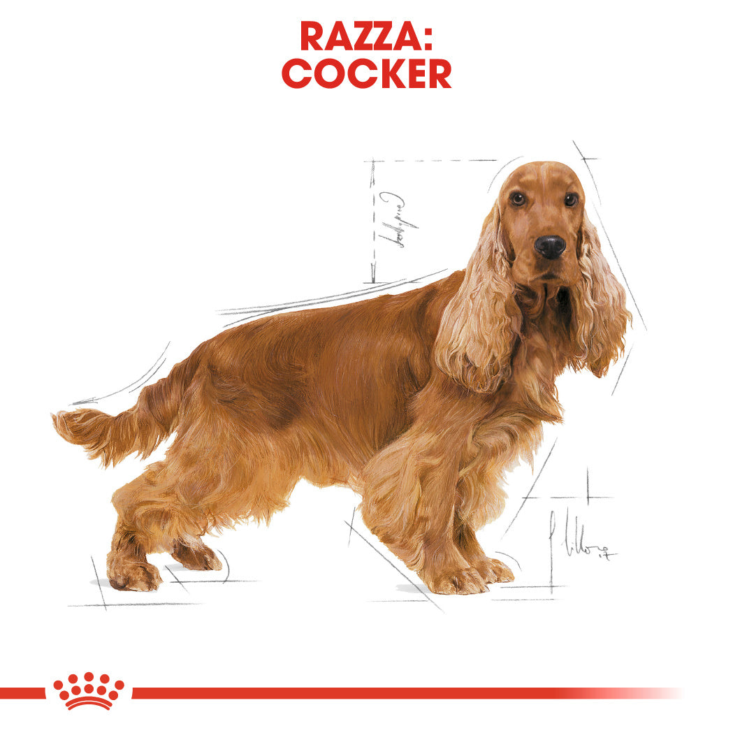 Royal Canin Cocker Adult 3kg - Crocchette per Cani