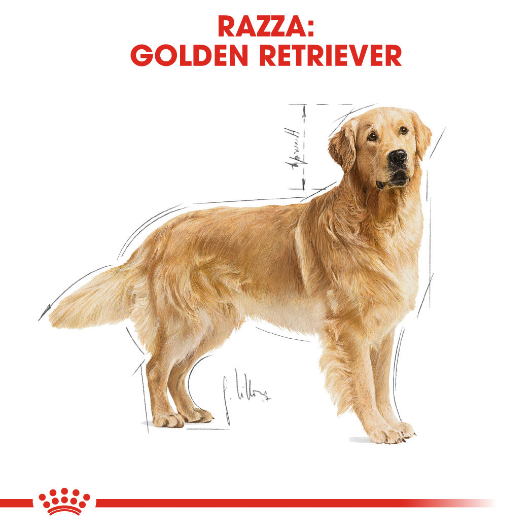 Royal Canin Golden Retriever Adult 3kg - Crocchette per Cani
