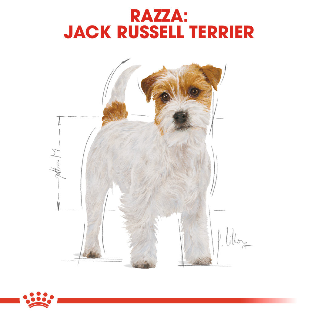 Royal Canin Jack Russel Adult 1,5kg