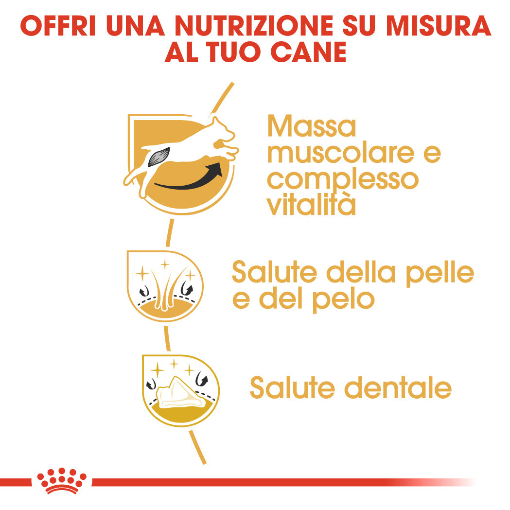 Royal Canin Jack Russel Adult 1,5kg