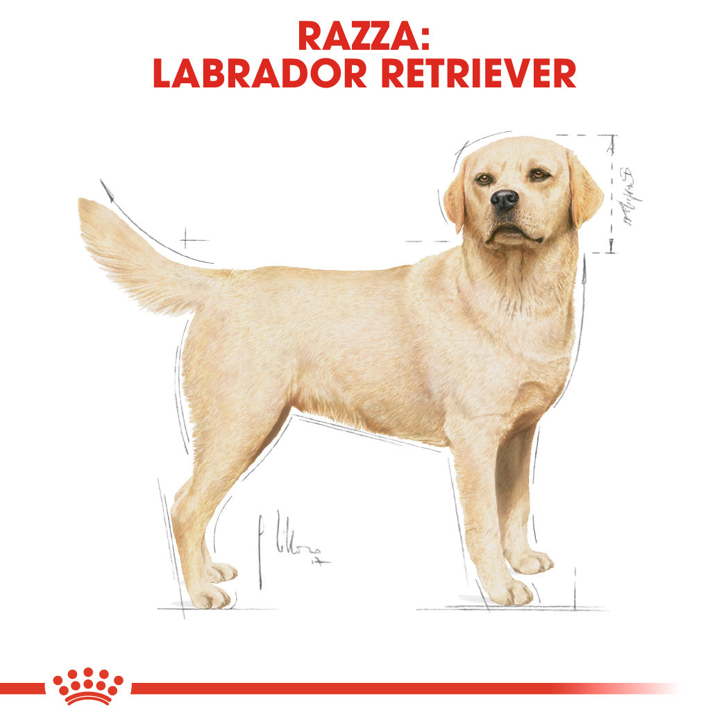 2x12kg Royal Canin Labrador Retriever Adult - Crocchette per Cani