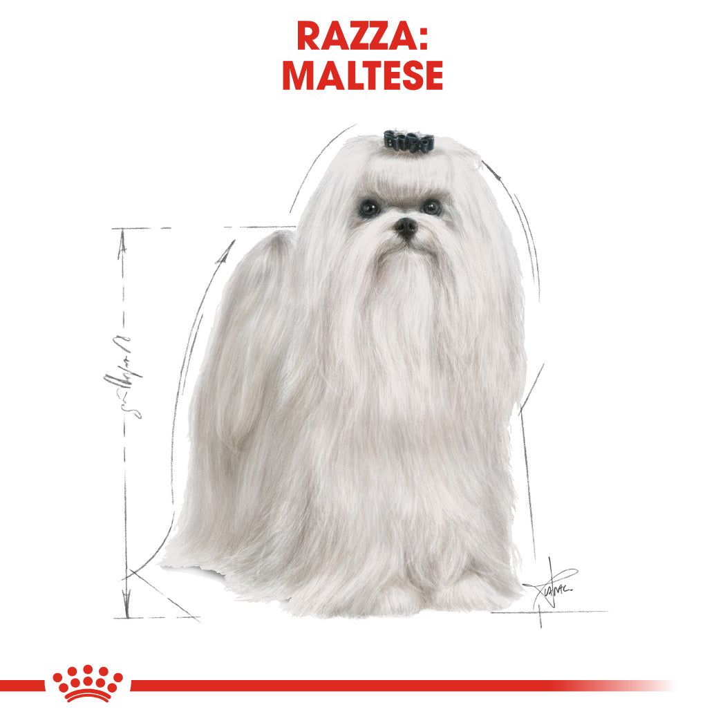 Royal Canin Maltese Adult 1,5kg - Crocchette per Cani