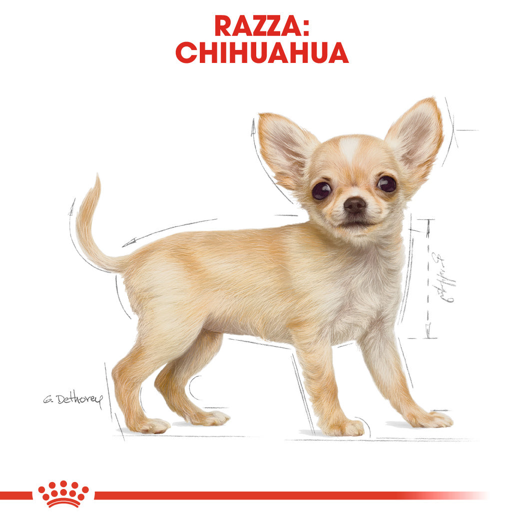 Royal Canin Chihuahua Puppy 1,5kg - Crocchette per Cani