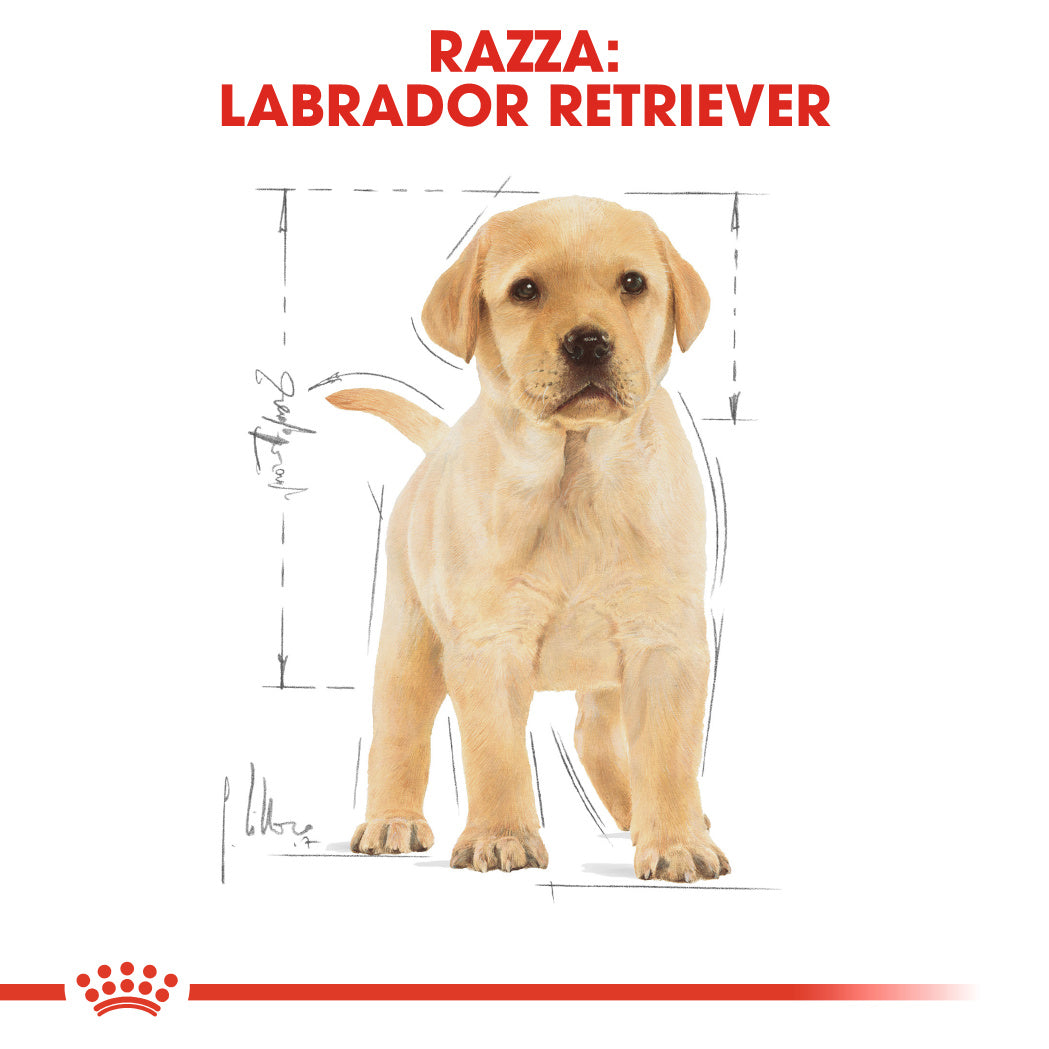 Royal Canin Labrador Retriever Puppy 3kg - Crocchette per Cani