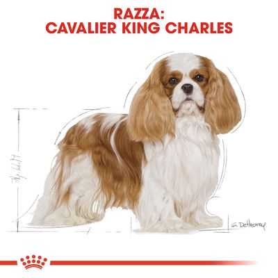 Royal Canin Cavalier King Adult 7,5kg - Crocchette per Cani