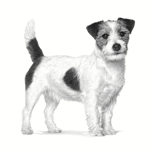 Royal Canin Anallergenic Small Dog S 1,5kg - Crocchette per Cani