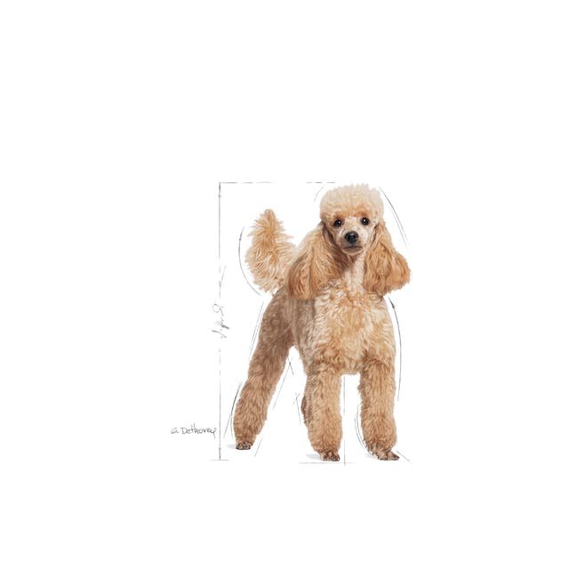 Royal Canin Barboncino Poodle 12x85gr