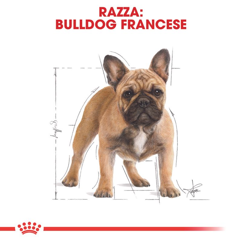 Royal Canin French Bulldog Adult 9 Kg