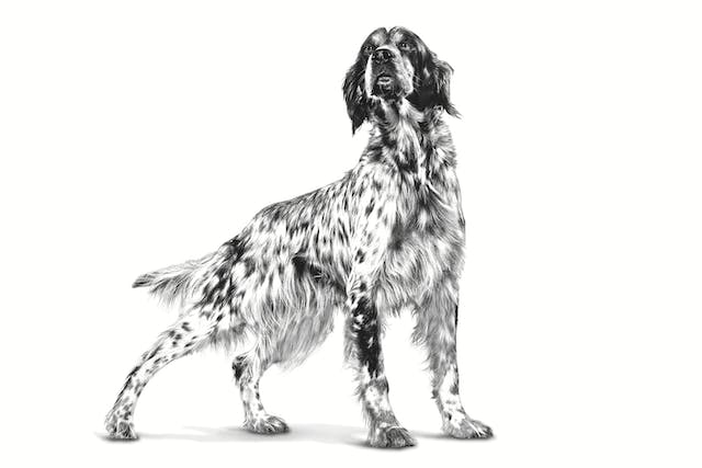 Royal Canin Gastrointestinal High Fibre 400gr - Alimento Umido per Cani