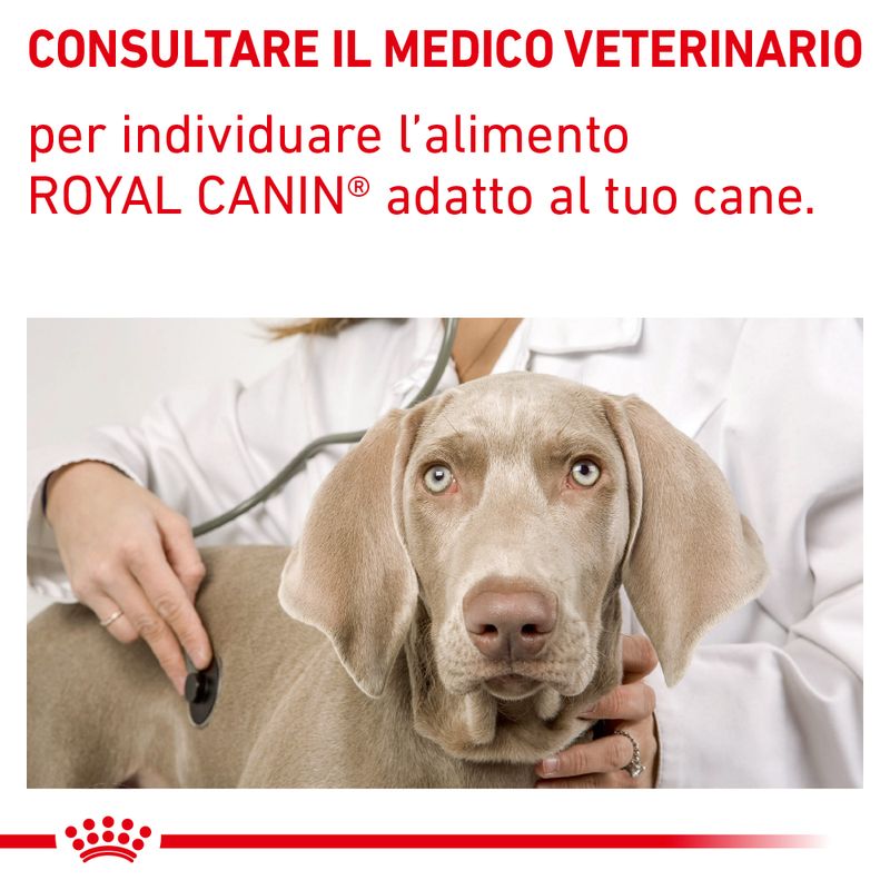 Royal Canin Gastrointestinal Low Fat Veterinary 420g Cibo Umido per Cane