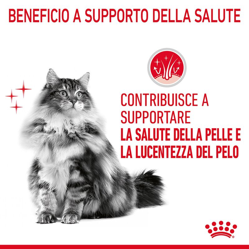 Royal Canin Hair & Skin Care in Salsa - Alimento Umido per Gatti 12x85gr