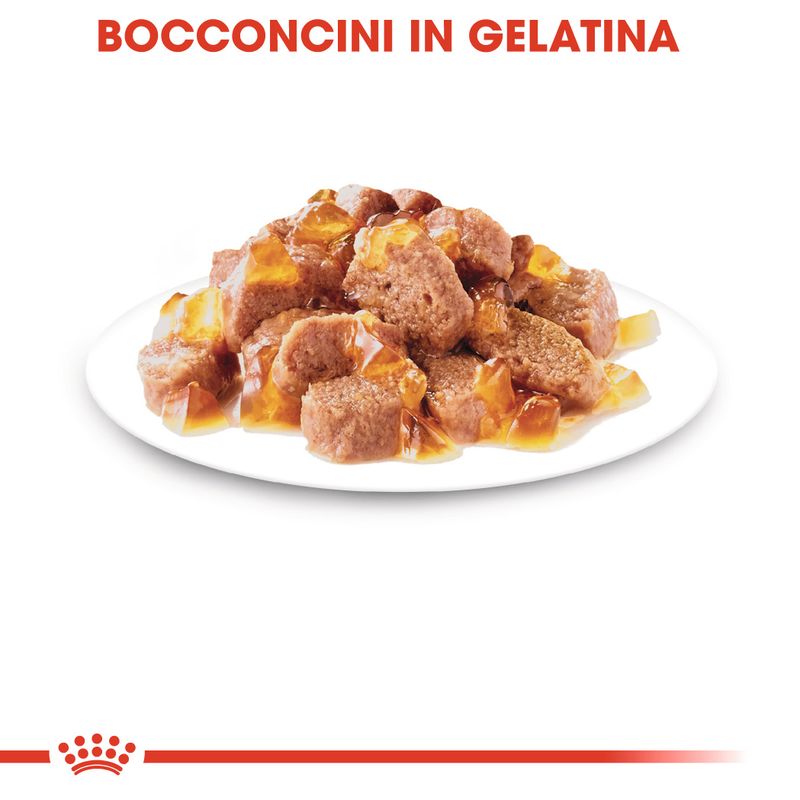 Royal Canin Instinctive Umido in Gelatina per Gatti 12x85g