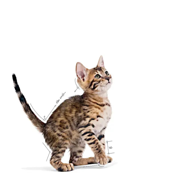 Gattino in crescita per Royal Canin Kitten Sterilised umido in salsa 85g 6-12 mesi
