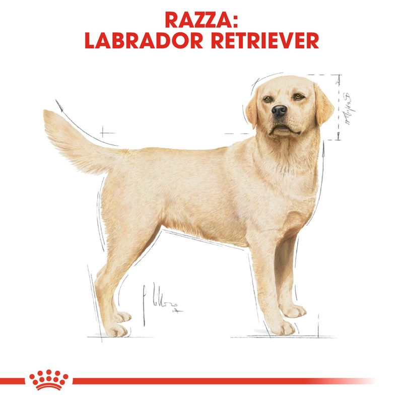 Royal Canin Labrador Retriever Adult 3kg - Crocchette per Cani