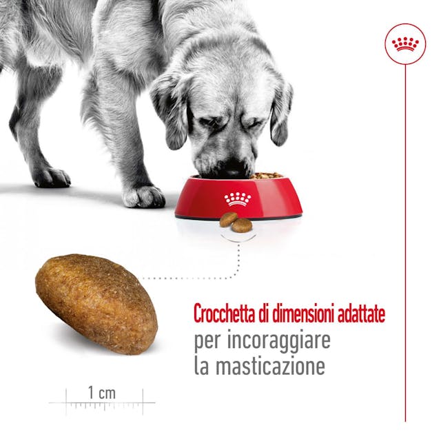 Royal Canin Maxi Adult – Crocchette per Cani Adulti Taglia Grande 4 kg