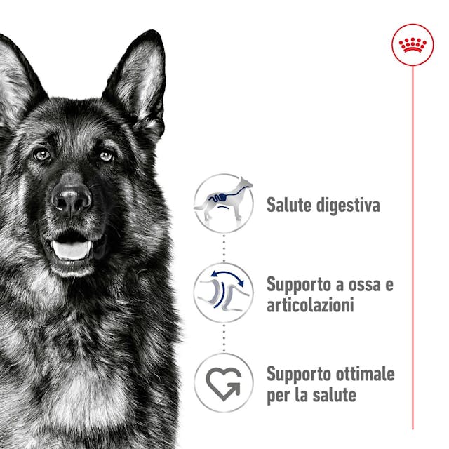Royal Canin Maxi Adult – Crocchette per Cani Adulti Taglia Grande 4 kg