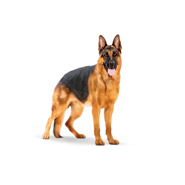 Royal Canin Maxi Adult – Crocchette per Cani Adulti Taglia Grande 4 kg
