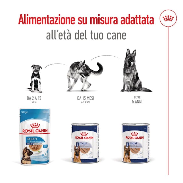 Royal Canin Maxi Ageing 410g - Cibo Umido per Cani