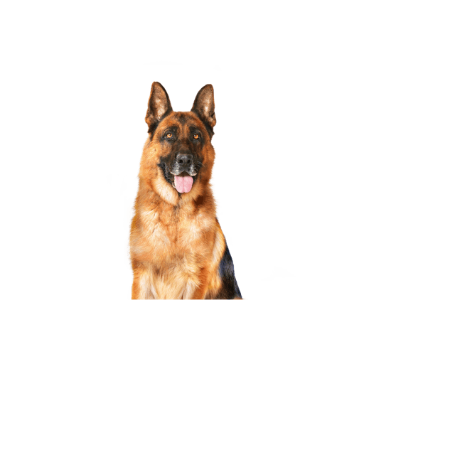 Royal Canin Maxi Ageing 410g - Cibo Umido per Cani