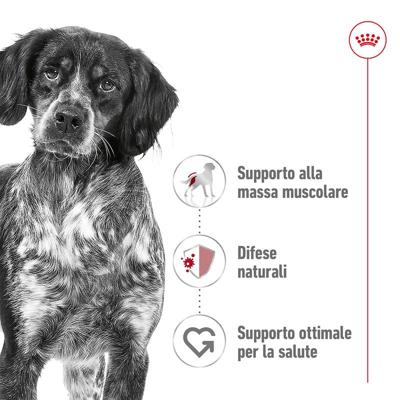 2x15kg Royal Canin Medium Adult - Crocchette per Cani