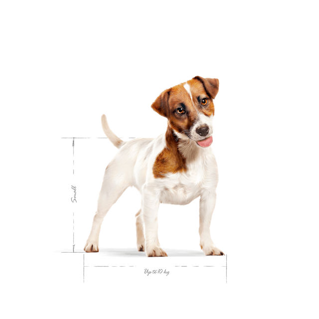 Royal Canin Mini Adult 4 kg