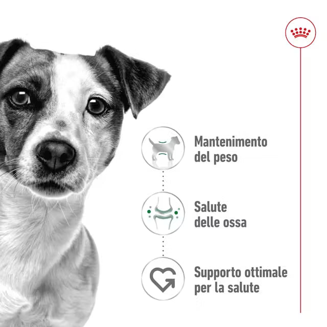 Royal Canin bustina singola Mini Adult cane 85g in salsa, con immagine del cane