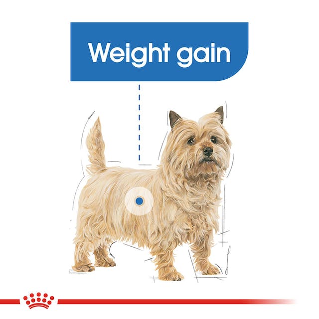 Royal Canin Mini Light Weight Care - 1kg