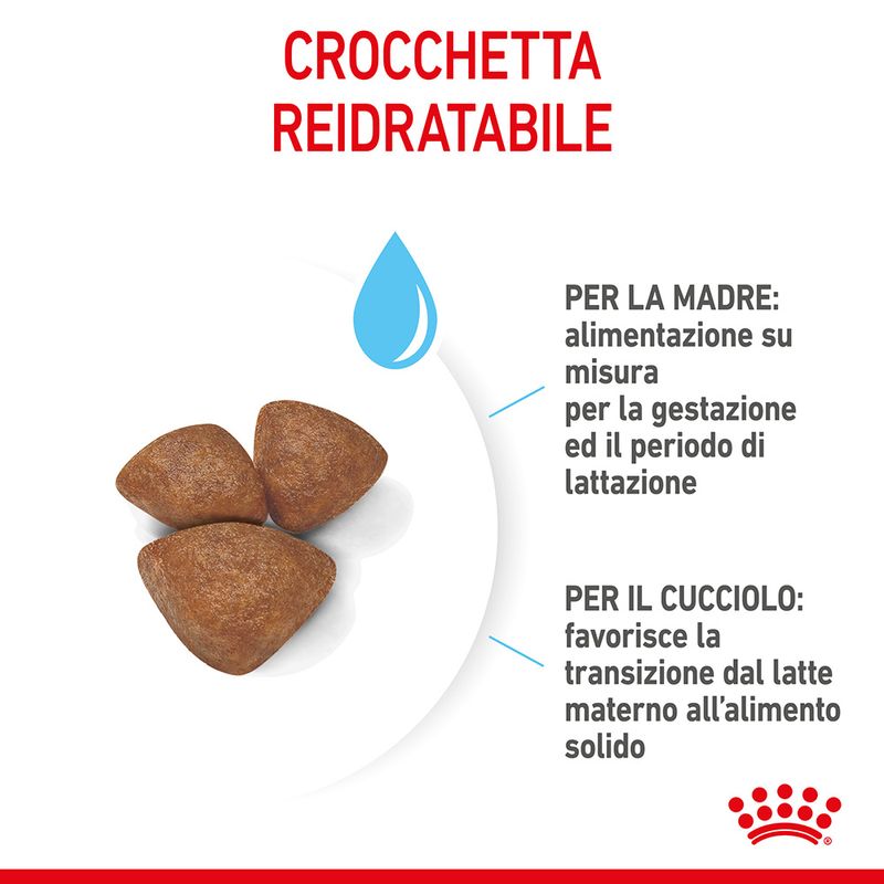 Royal Canin Starter Mother&Babydog Mini 1kg - Crocchette per Cani Cuccioli
