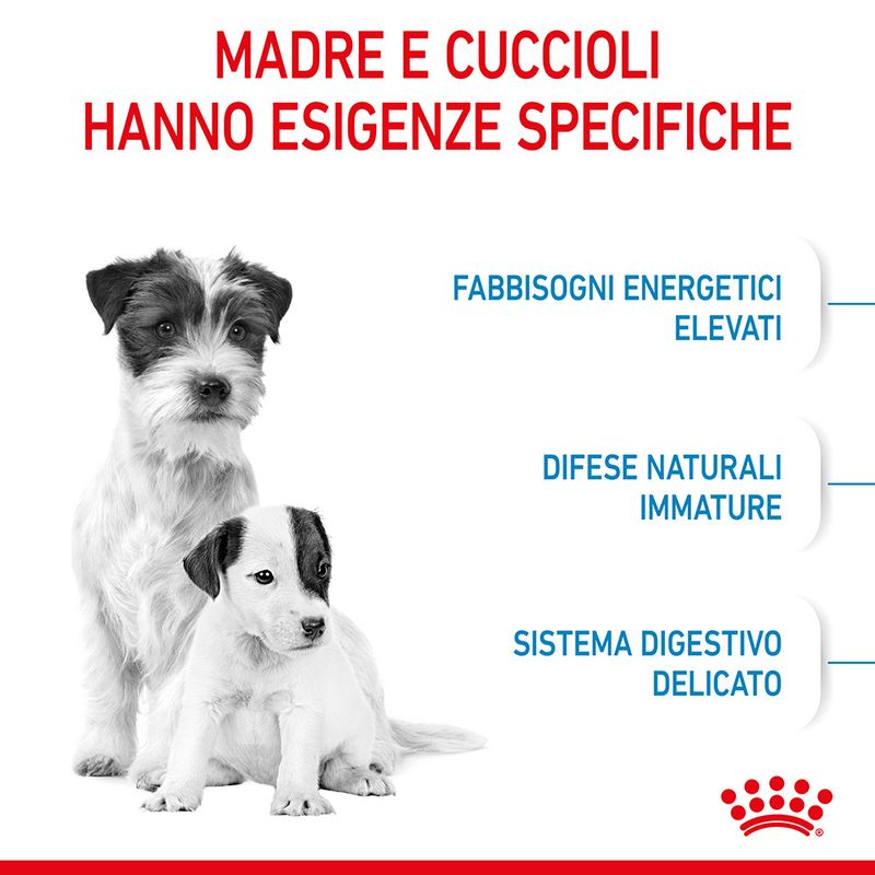 Royal Canin Starter Mother&Babydog Mini 1kg - Crocchette per Cani Cuccioli