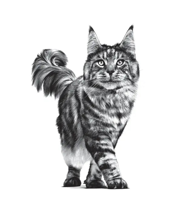 Gatto adulto illustrato in bianco e nero per linea Royal Canin Renal