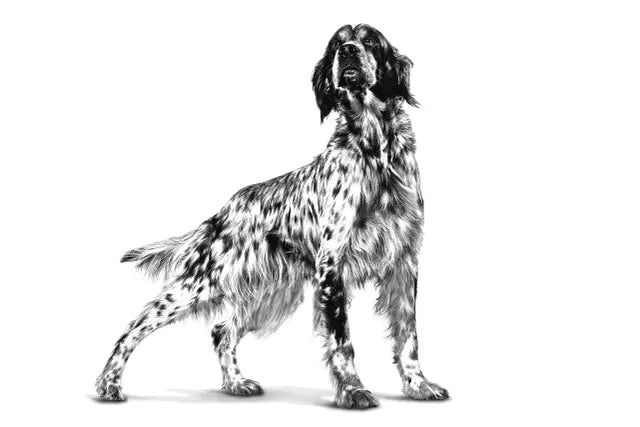 Illustrazione setter inglese su pack Renal Select cane Royal Canin, target cane adulto taglia media