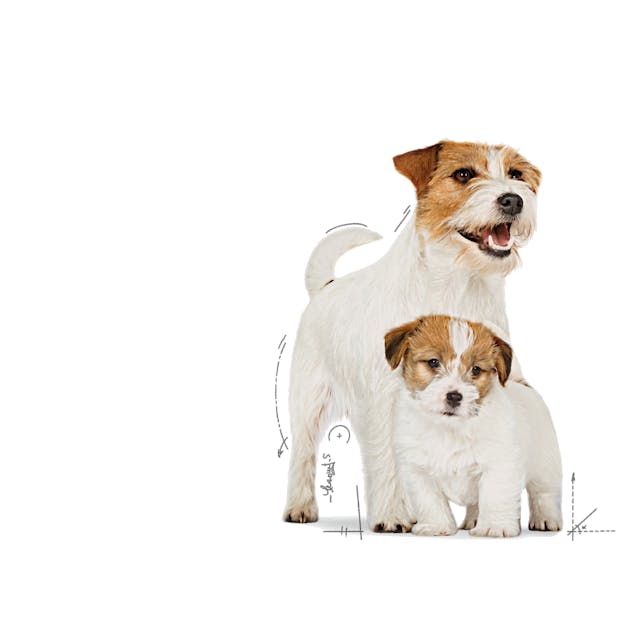 6x195g  Royal Canin Starter Mousse Mother & Babydog